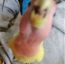 image of my lovebird extending her neck, trying to bite the camera.